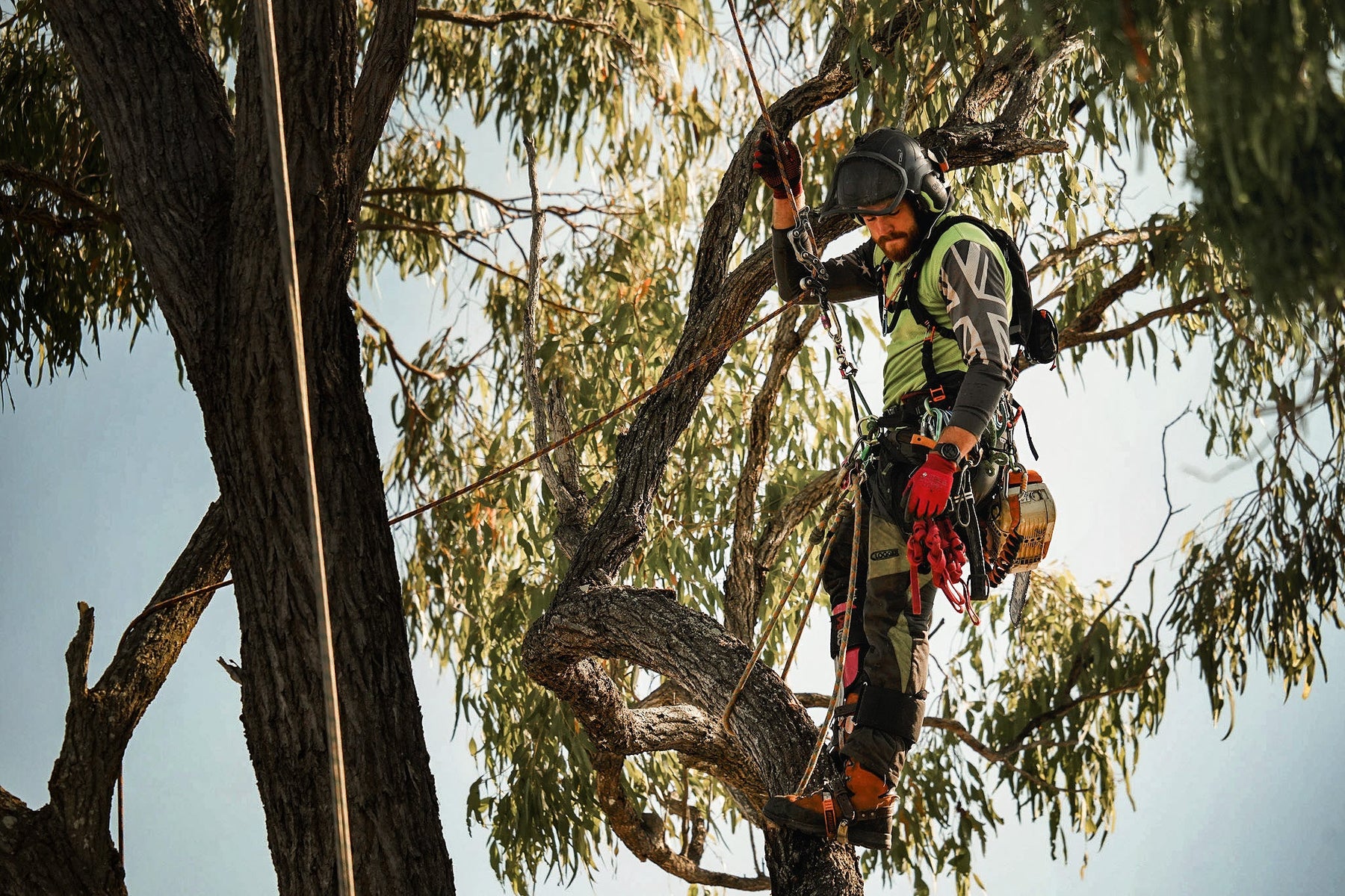 Arborist positioned in a tree with a chainsaw hanging beside their climbing harness.