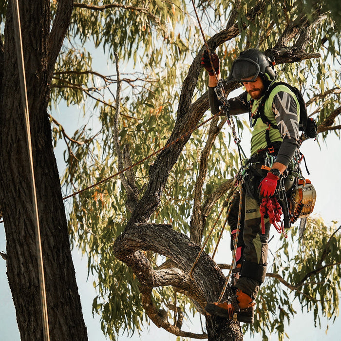 Arborist positioned in a tree with a chainsaw hanging beside their climbing harness.