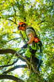 Courant Koala Climbing Harness